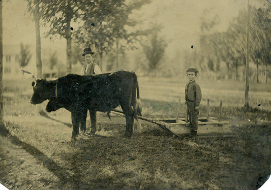 Tintype Yoked Cattle late 1800's